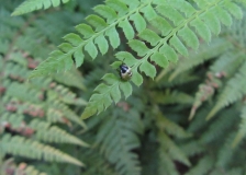 Unidentified creature (beetle?) seen in Tizer's garden, 21/07/21