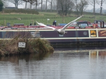 Loose Goose
