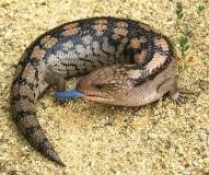 blue-tongue-lizard