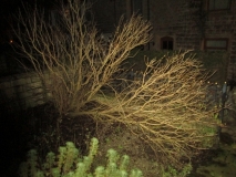 Lilac bush 291115