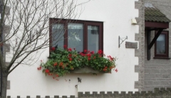 Geraniums on last day of November 2015