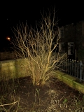 Lilac bush 021215