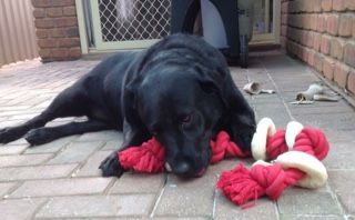 Maz dog pic
