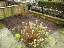 Front Garden 050116