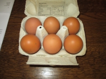 Pullet eggs