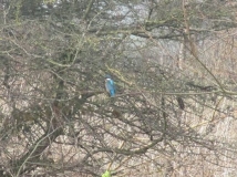 kingfisher