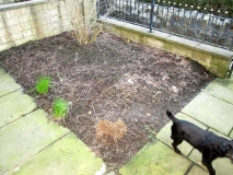 Front garden 150316