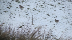 Curlews in the snow