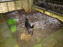 Front Garden 290416