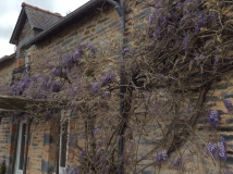 Wisteria before three days of sun