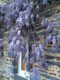 Wisteria after three days of sun