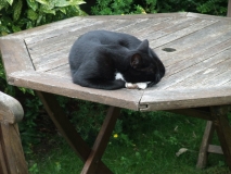 Izzy in the sun