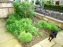 Front Garden 290516
