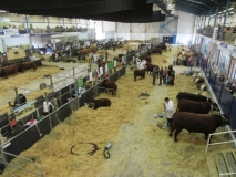 Bath & West Agricultural Show 2016