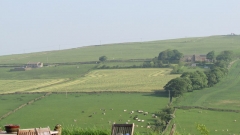 Grass cutting 2