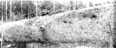 MYSTERY OBJECT 645