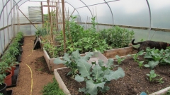 polytunnel2016