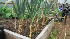 garlic1