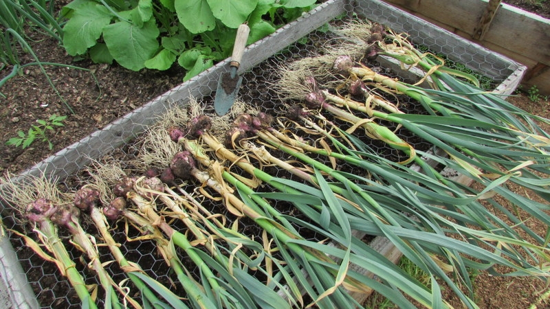 garlic2