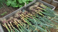 garlic2