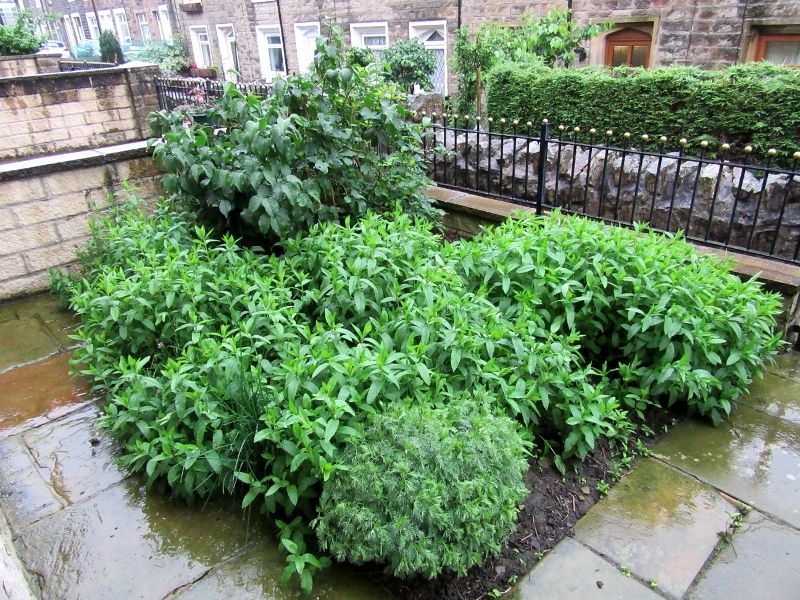 Front Garden 200616 SX160