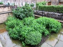 Front Garden 200616 SX160