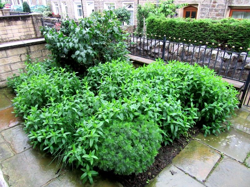 Front garden 290616