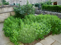Front Garden 140716