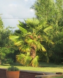 Trachycarpus fortunei