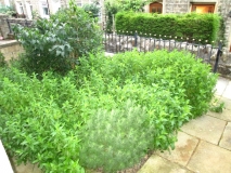 Front Garden 230716