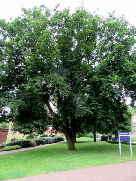 Hornbeam at Keele