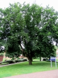 Hornbeam at Keele
