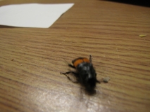 Beetle 002