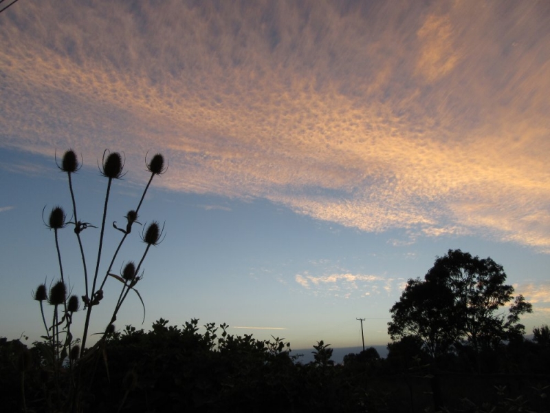 Teasel sunset
