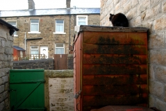 CAT ON SHED
