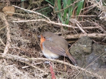 Robin after being rescued