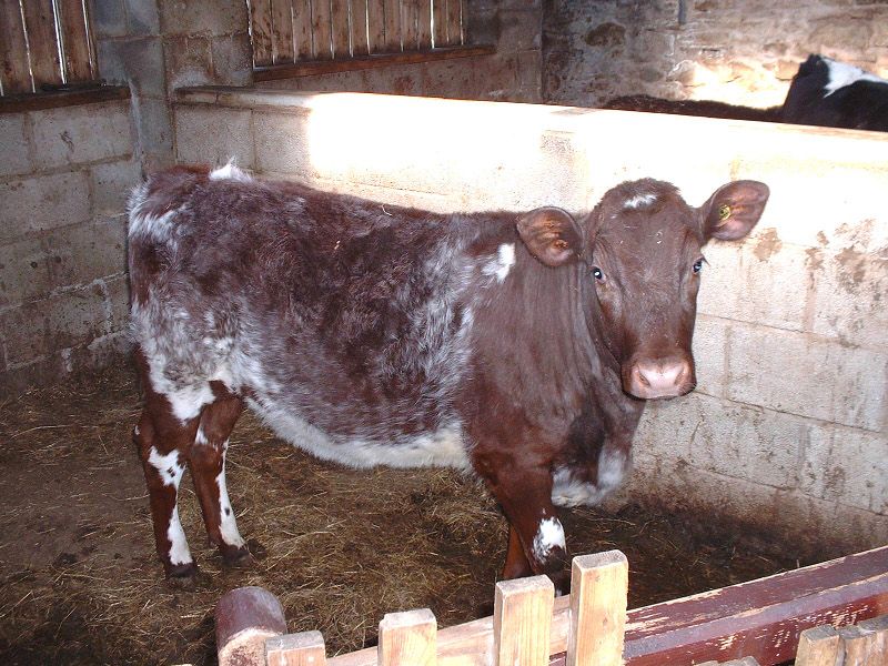 Bancroftshorthorn0403