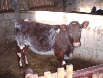 Bancroftshorthorn0403