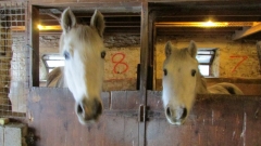 ponies