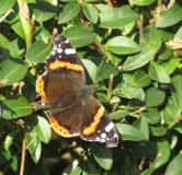 Red Admiral butterfly in Tizer's Somerset garden on 28th November 2016