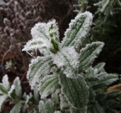 Plants in freezing fog, 1st December 2016 1