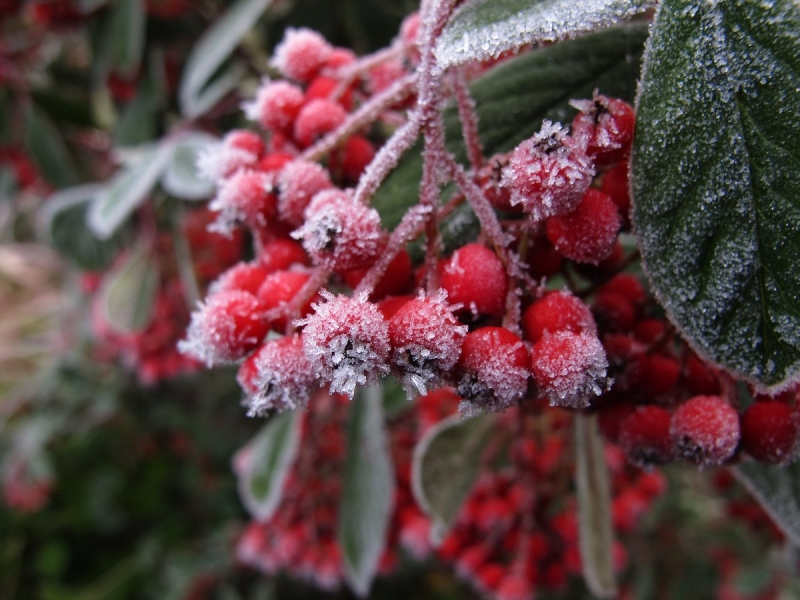 Plants in freezing fog, 1st December 2016 2