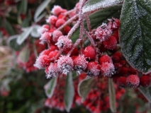 Plants in freezing fog, 1st December 2016 2