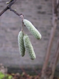 Catkins 16 12 17