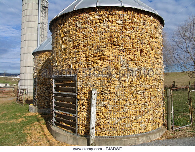 silos-full-of-corn-fjadwf