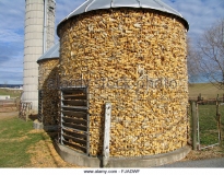 silos-full-of-corn-fjadwf