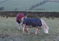 cold morning 3