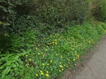 Celandine 14/03/17, Tizer's garden