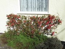 Ornamental quince 14/03/17, Tizer's garden