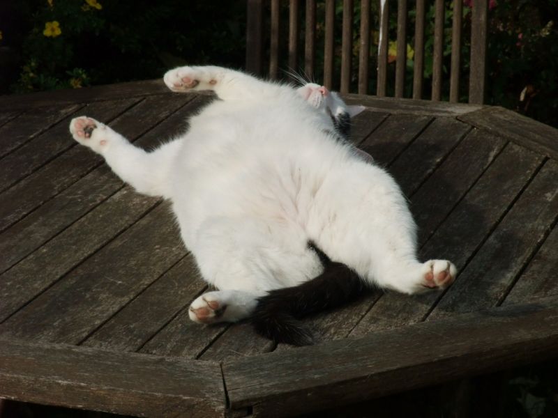 happy cat